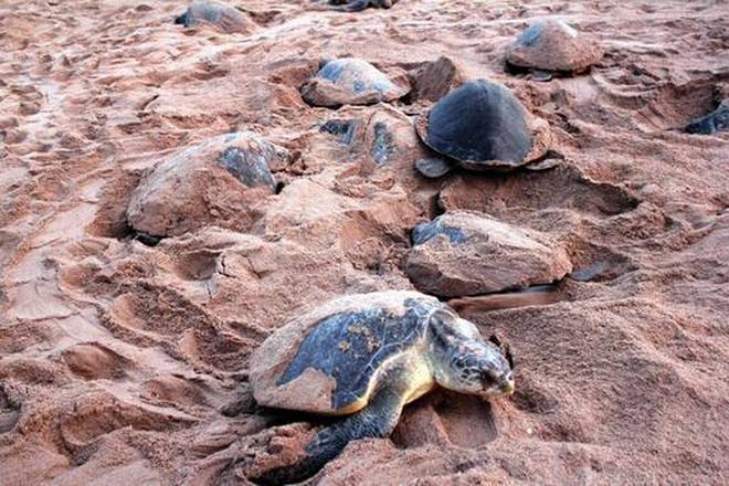 Olive Ridley turtles begin nesting for second time at Rushikulya